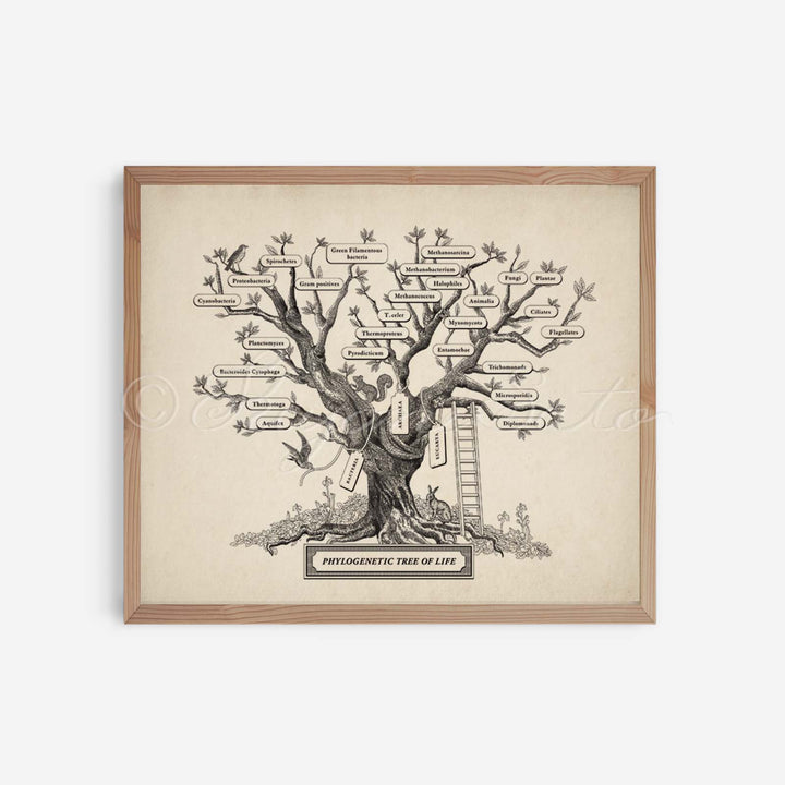 Microbiology phylogenetic tree of life Print