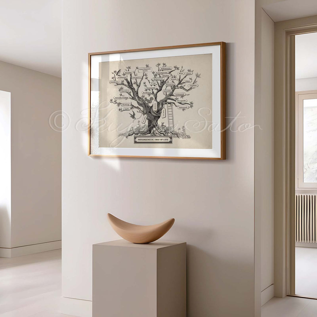 Microbiology phylogenetic tree of life Print
