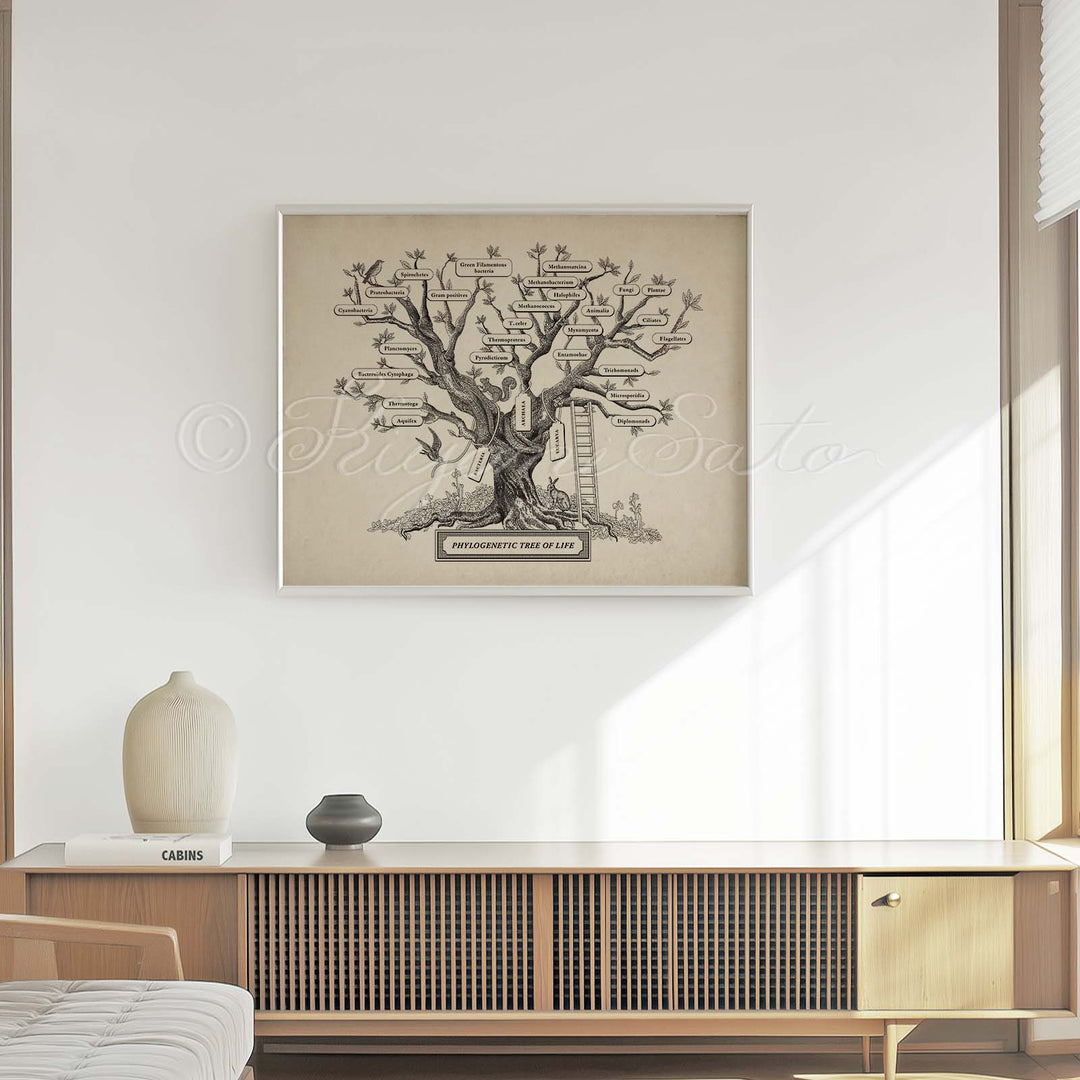 Microbiology phylogenetic tree of life Print