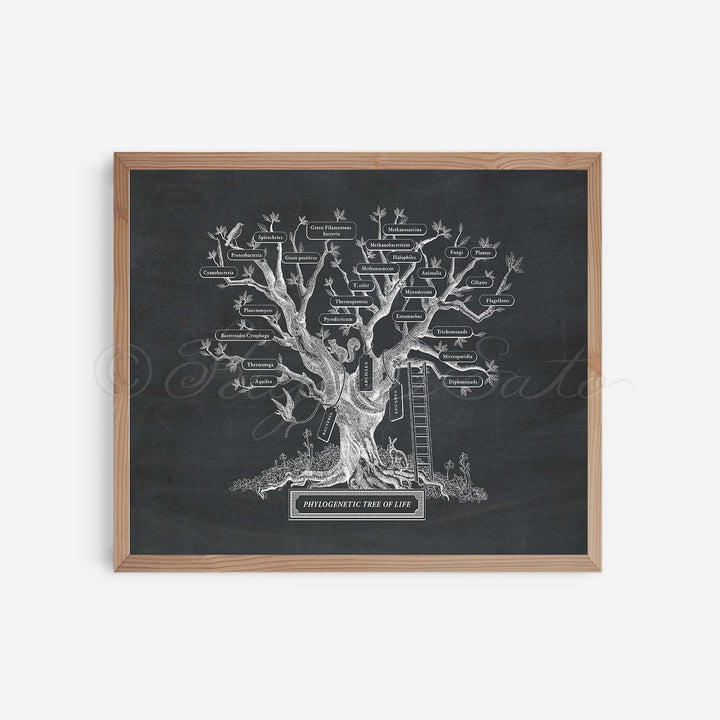Microbiology phylogenetic tree of life Print Black