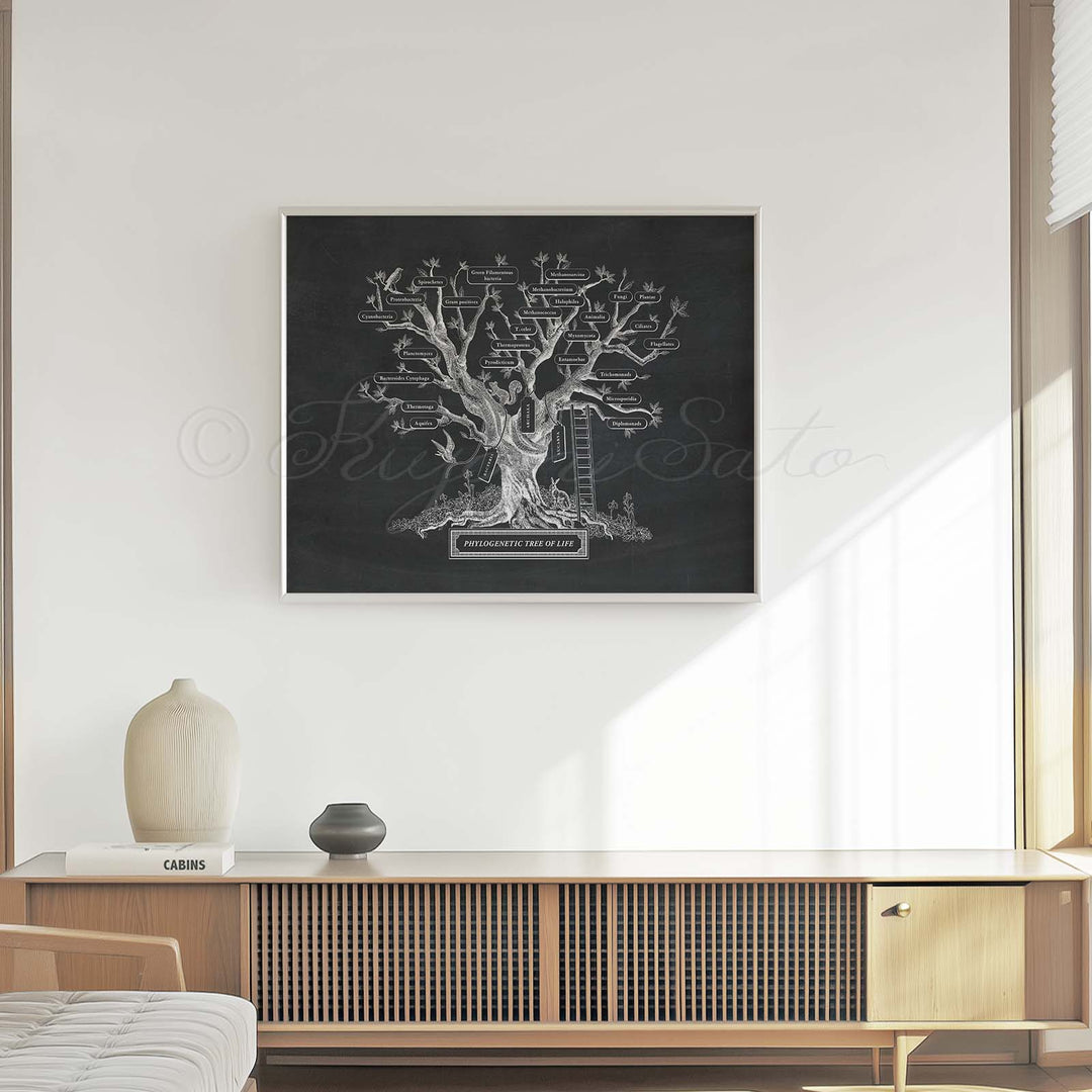 Microbiology phylogenetic tree of life Print Black